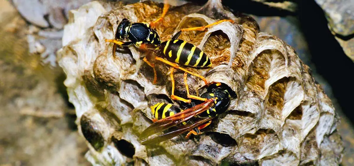 close up yellow and black wasps in hive