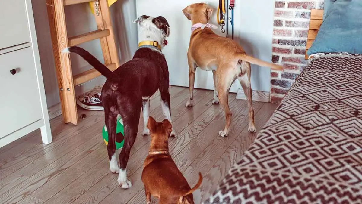 dogs waiting by door