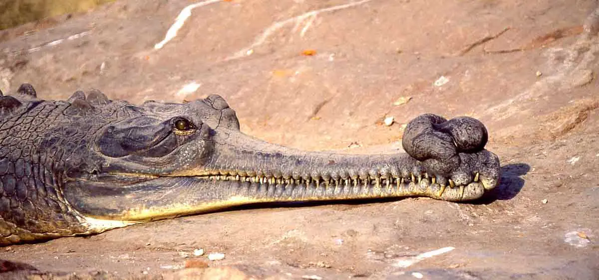 male gharial face