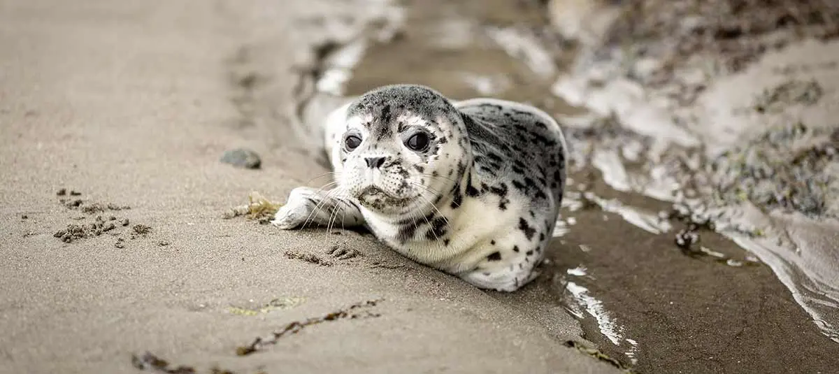 baby seal