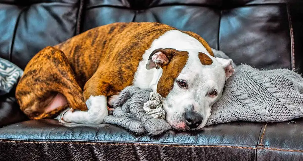 brown and white pitbull lying on sofa