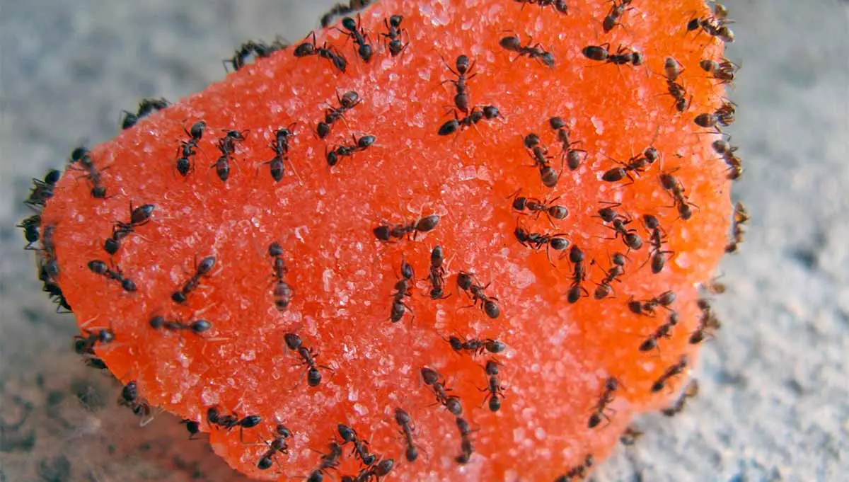 ants on a piece of candy