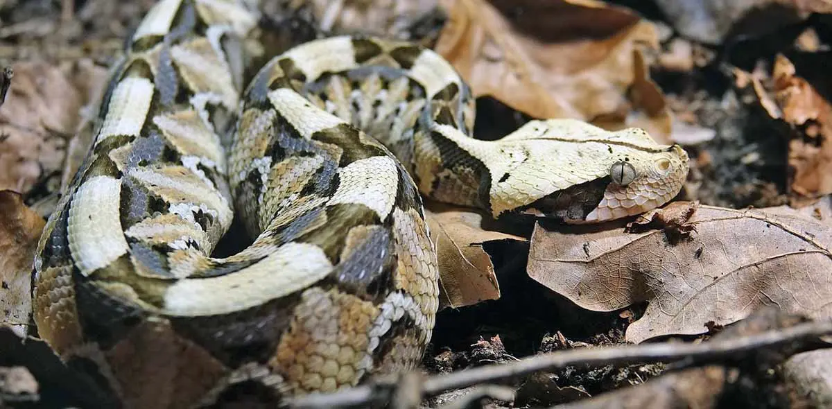 gaboon viper in forest