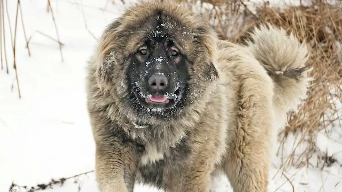 russian bear dog snow