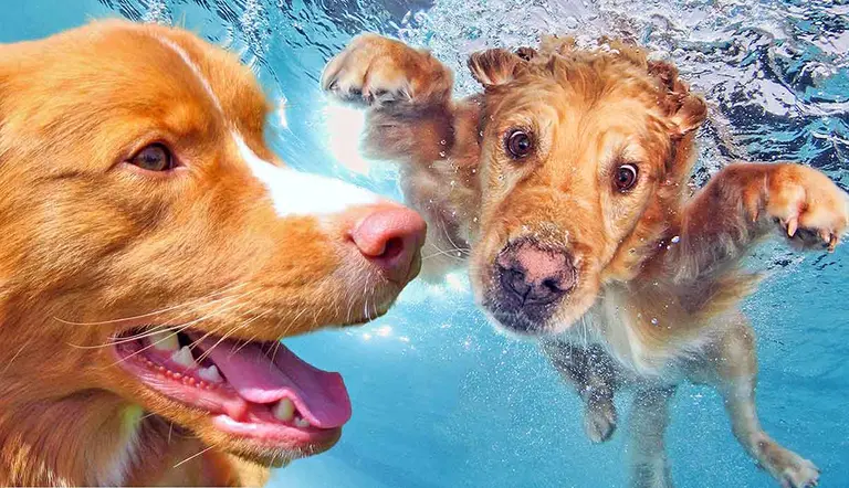 do all dogs like to swim