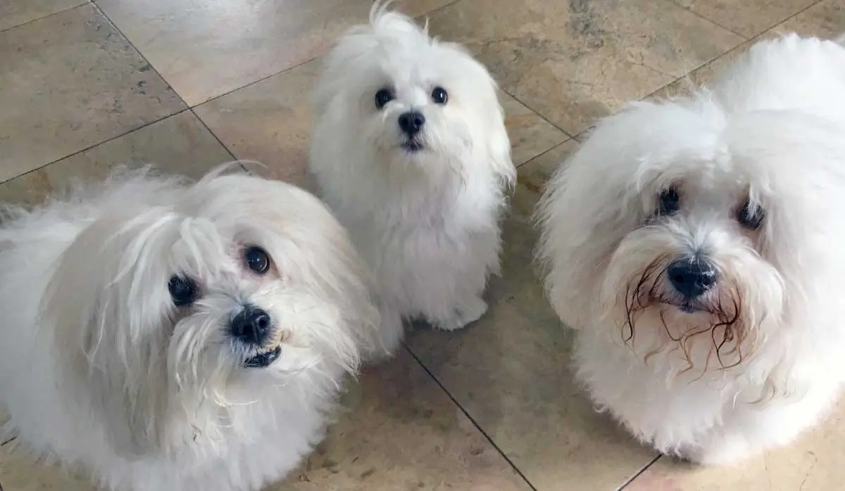 3 Coton de Tulear Dogs in Kitchen