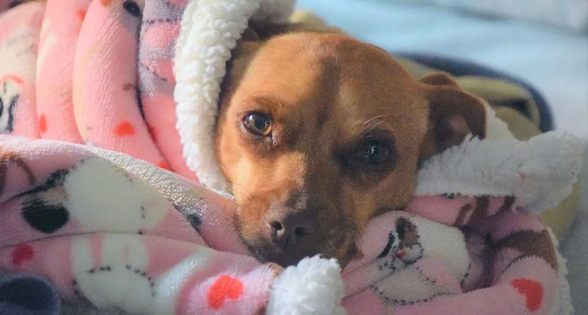 dog curled up under cozy blanket safe