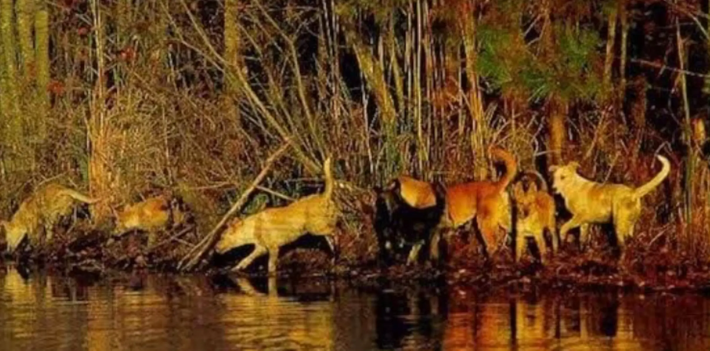 american dingoes carolina dogs by river