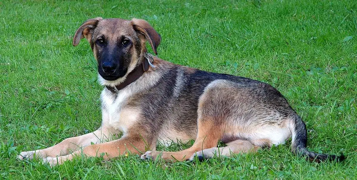 mixed dog breed german shepherd cross