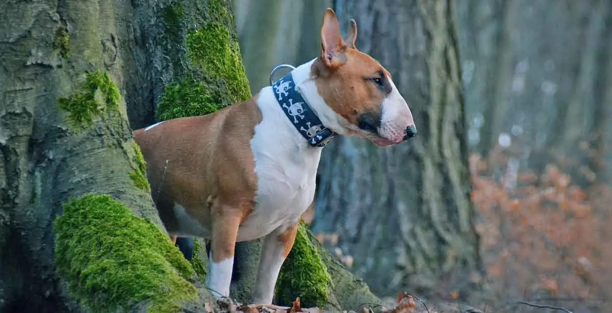 brown and white bull terrier standing in forest