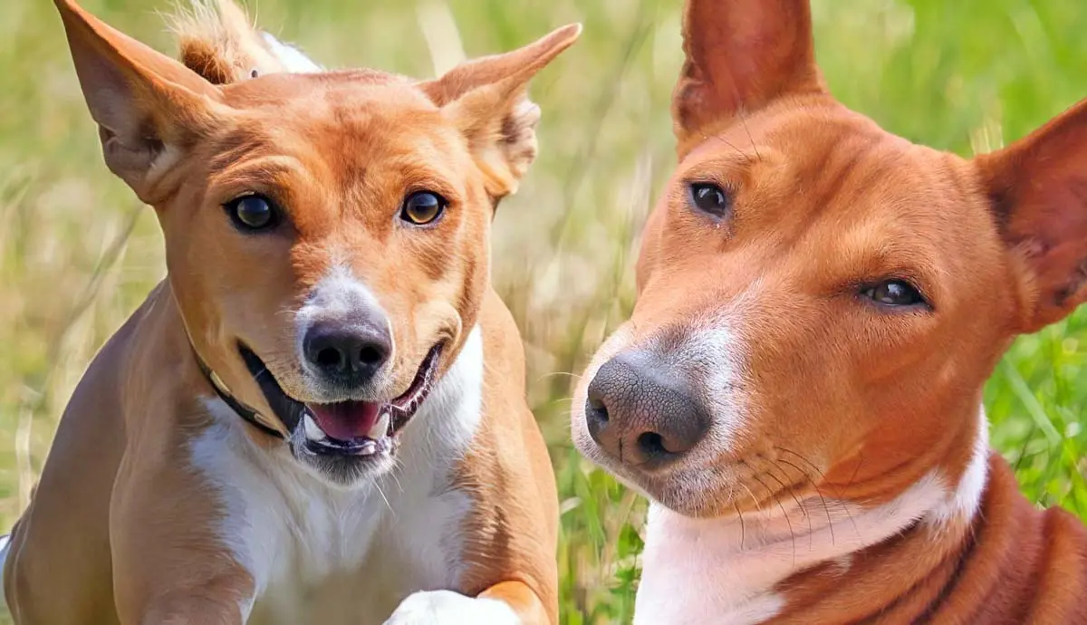 meet some famous basenjis throughout history