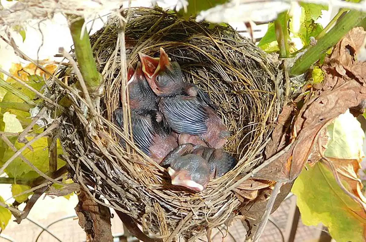 hatchlings in a nest