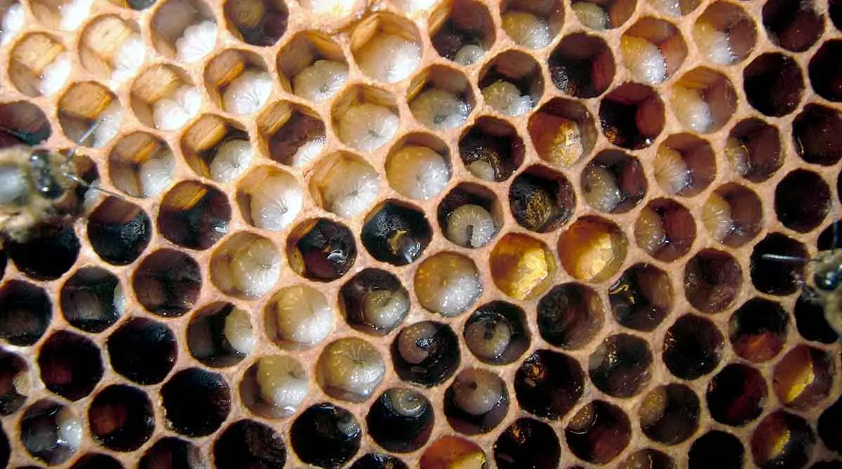 bee reproduction