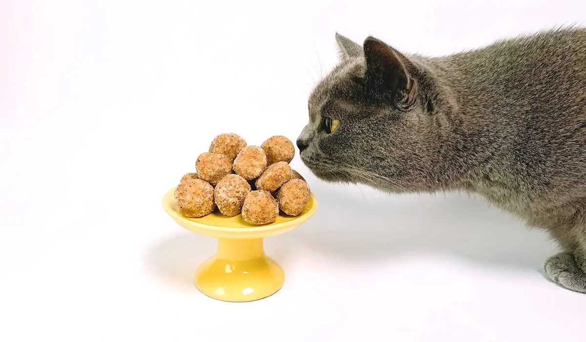 cat finding food