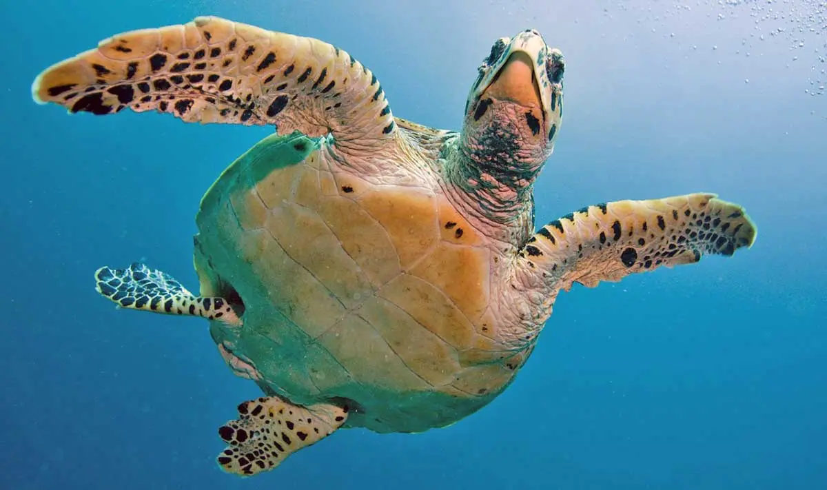 sea turtle floating