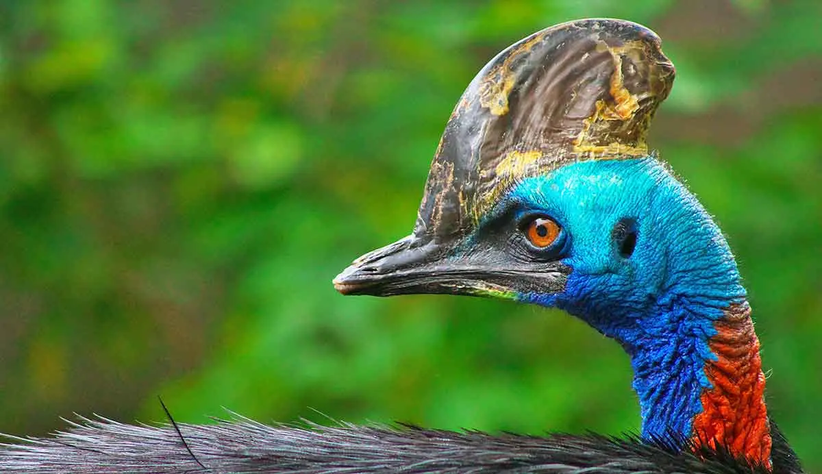 colorful cassowary