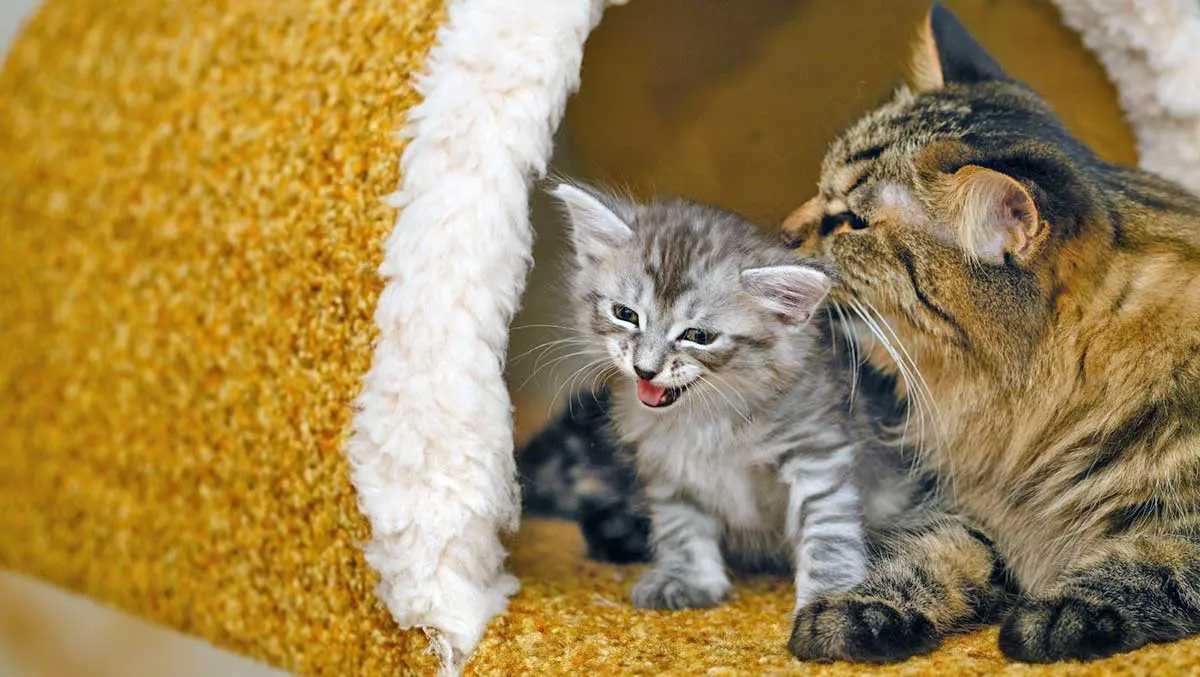 mama cat licking kitten