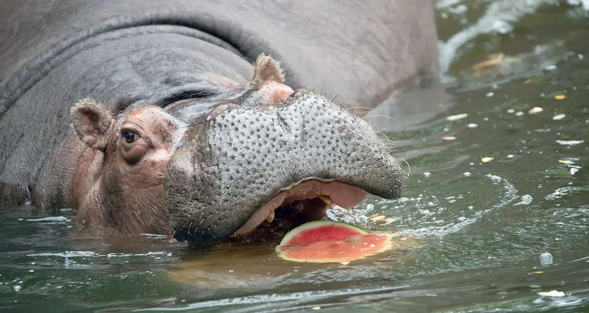 hippo eating watermelon in water