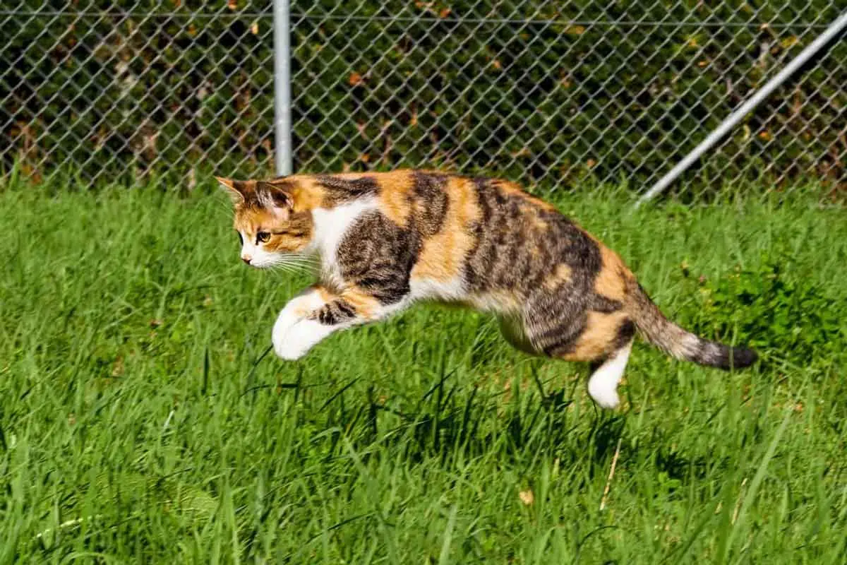 cat playing outside and exercising