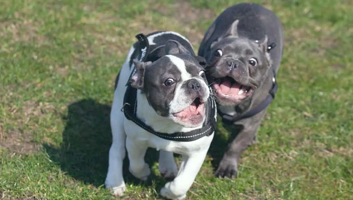 two french bulldog puppies running on grass