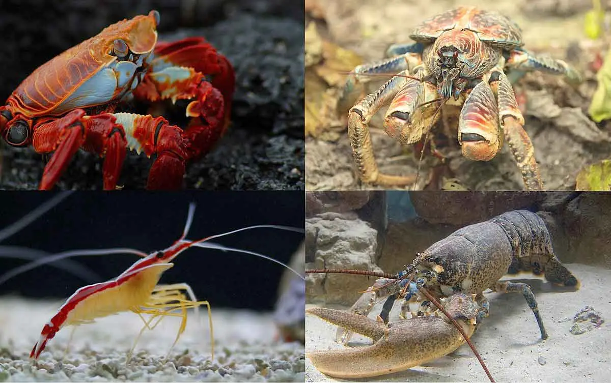 Decapoda crustacean collage