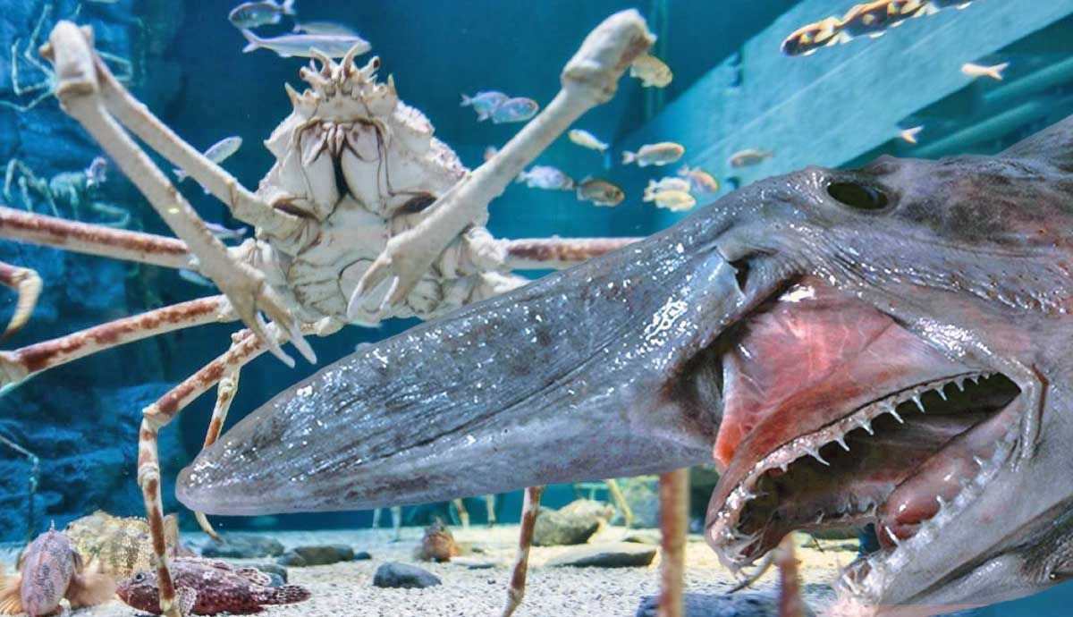 SONOBENO: Giant Deep Sea Monster Fish of Death! and news.