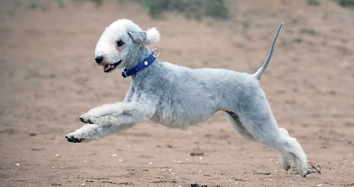 bedlington terrier running beach sand