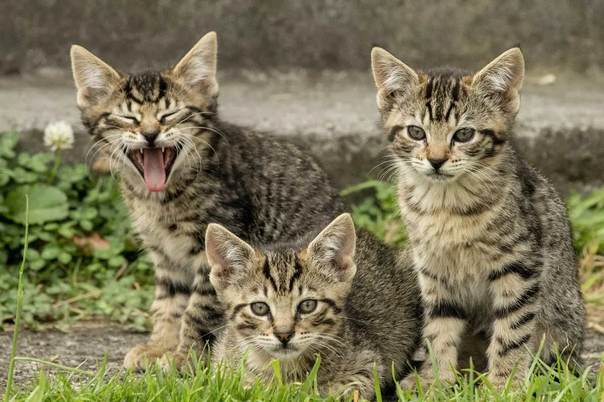 three tabby kittens together