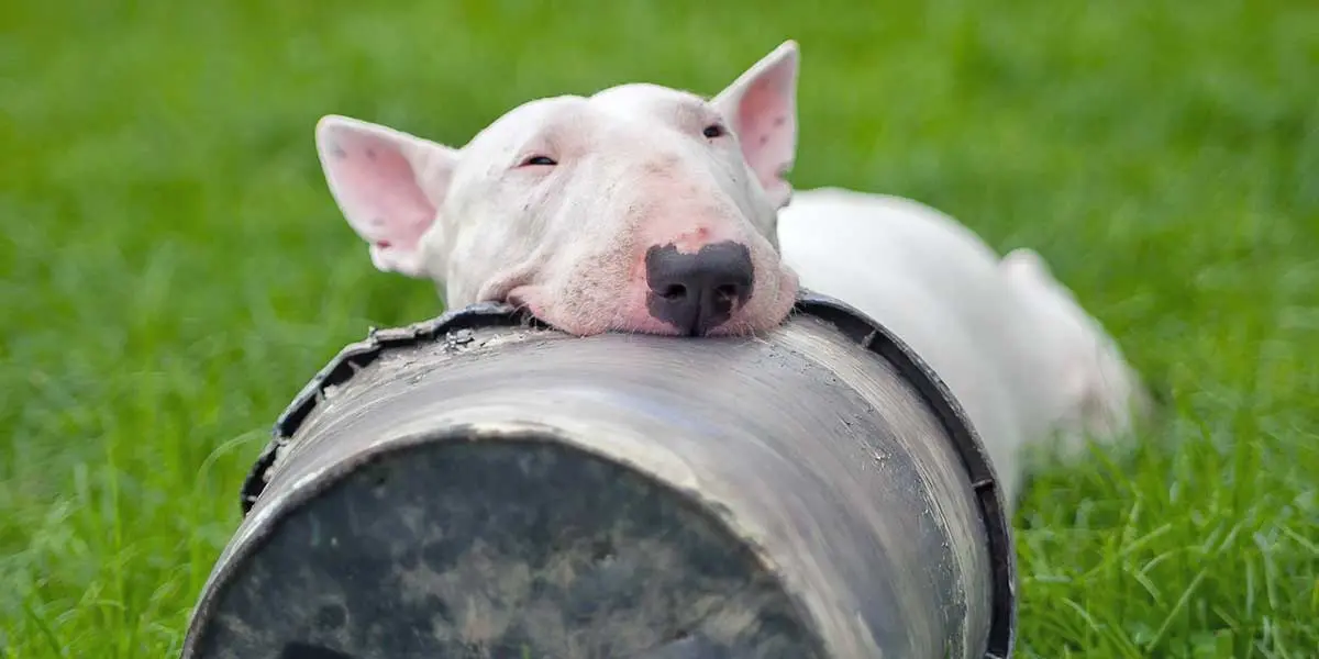 white bull terrier chewing on bucket