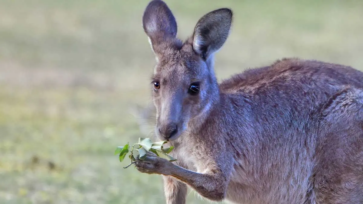 kangaroo eating 