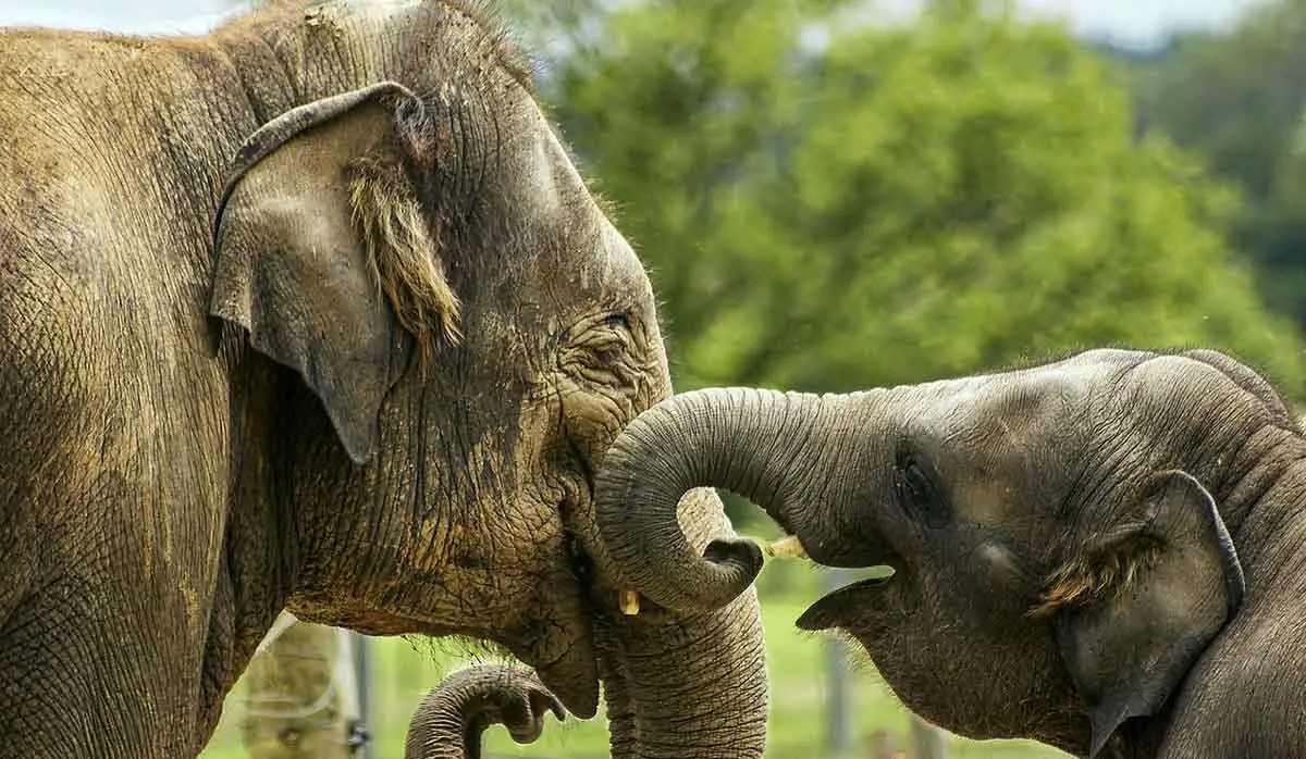 baby elephant with mum