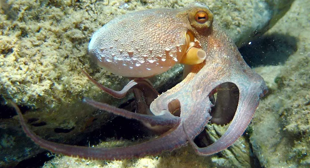 Octopus_vulgaris_underwater