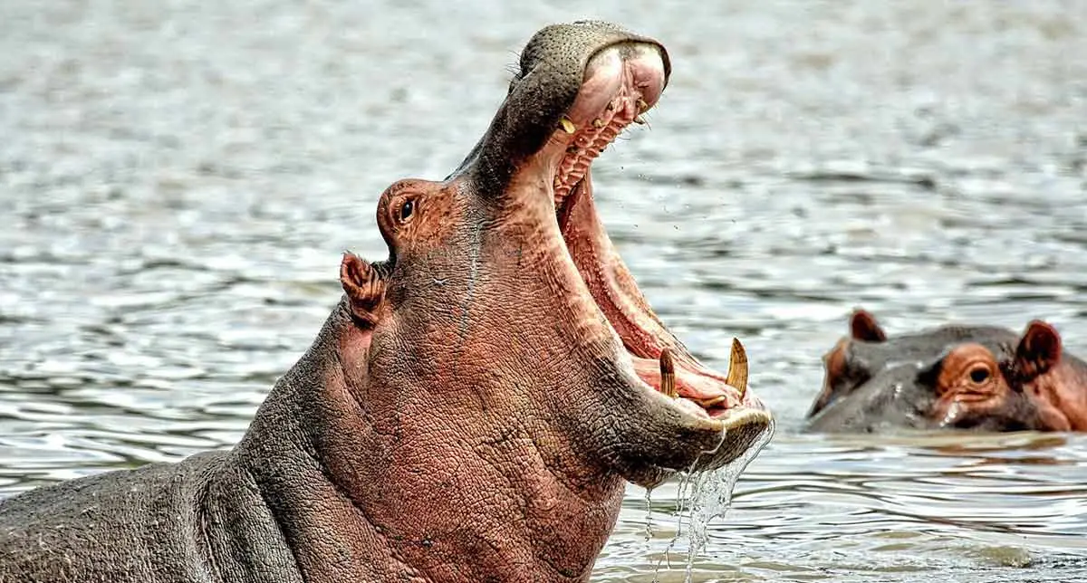 hippo with open mouth and teeth bared