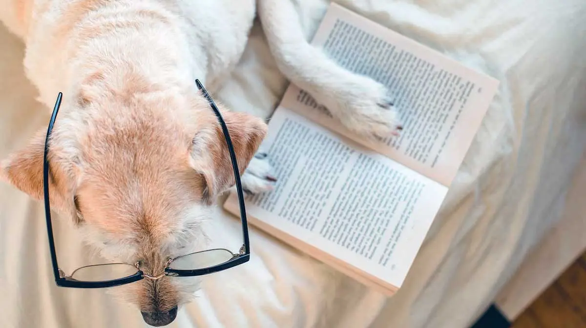 senior labrador retriever reading book