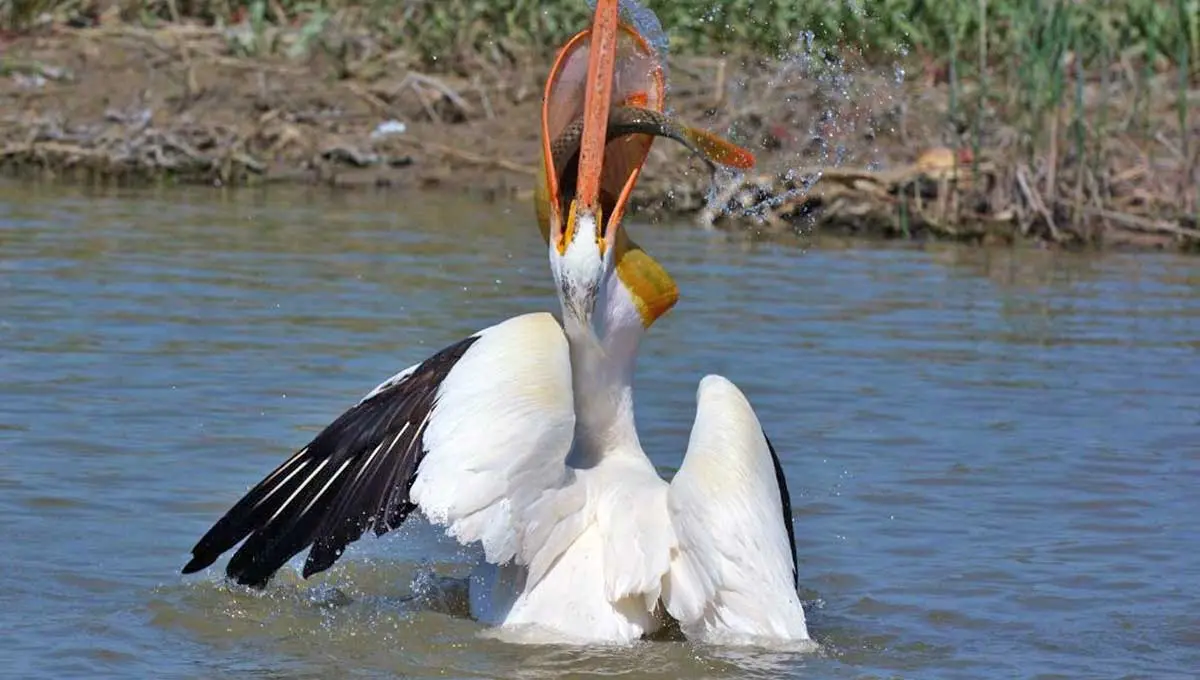 american white pelican catching fish carp eating