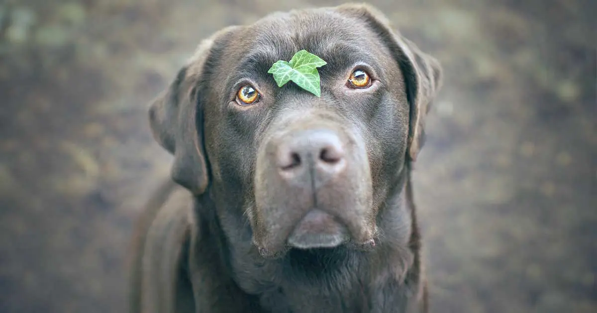 chocolate labrador with green leaf on face