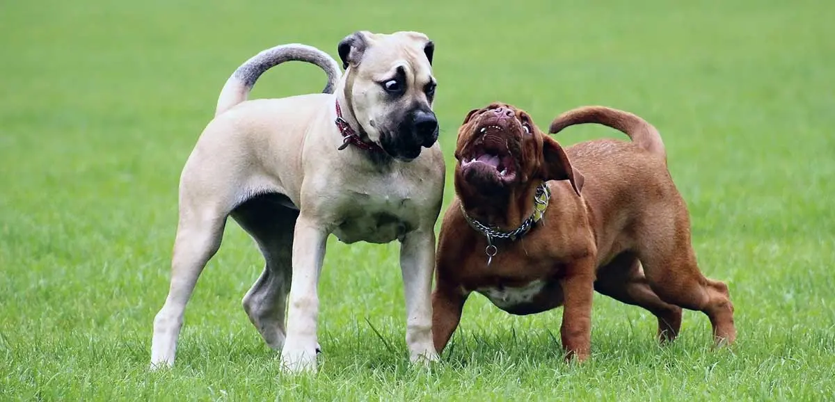 boerboel dog breed aggressive