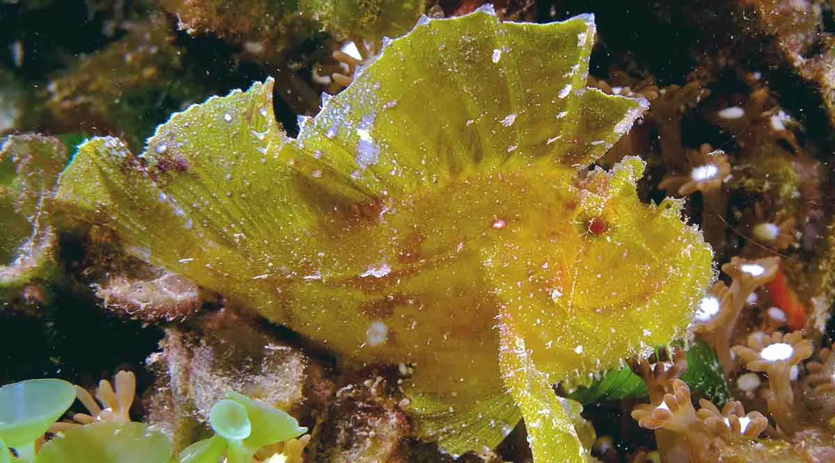 yellow leaf scorpionfish