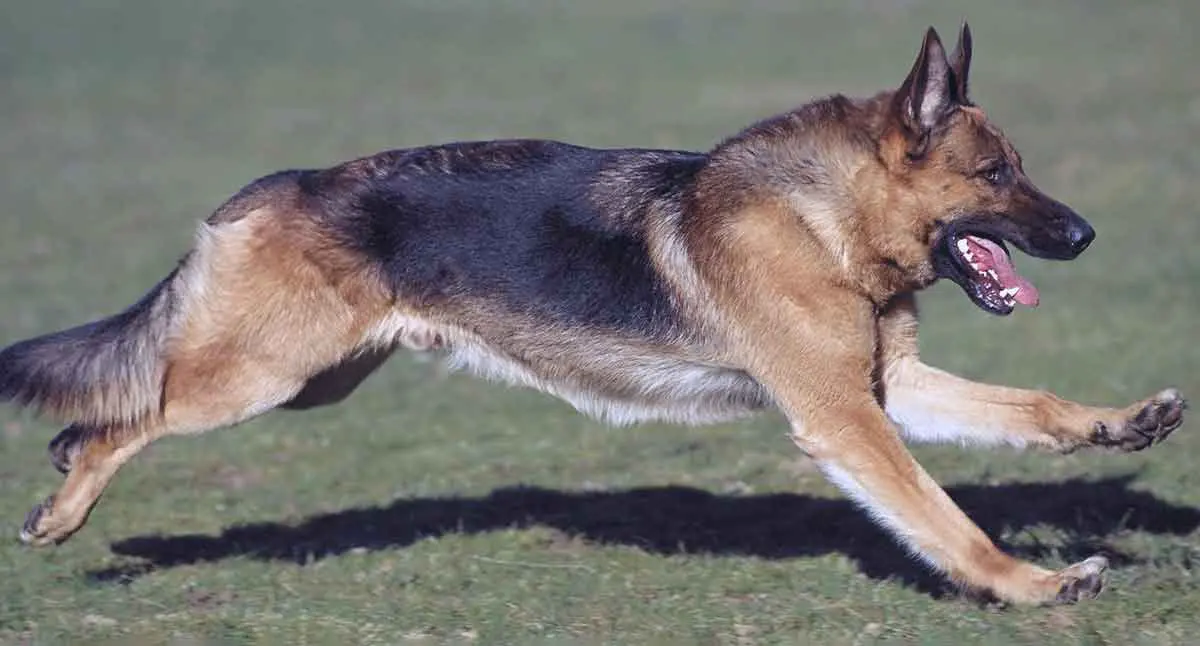 german shepherd running