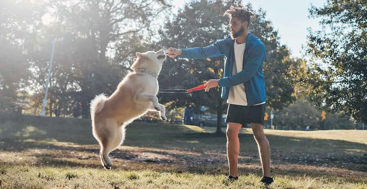 Young man playing with dog during training in park