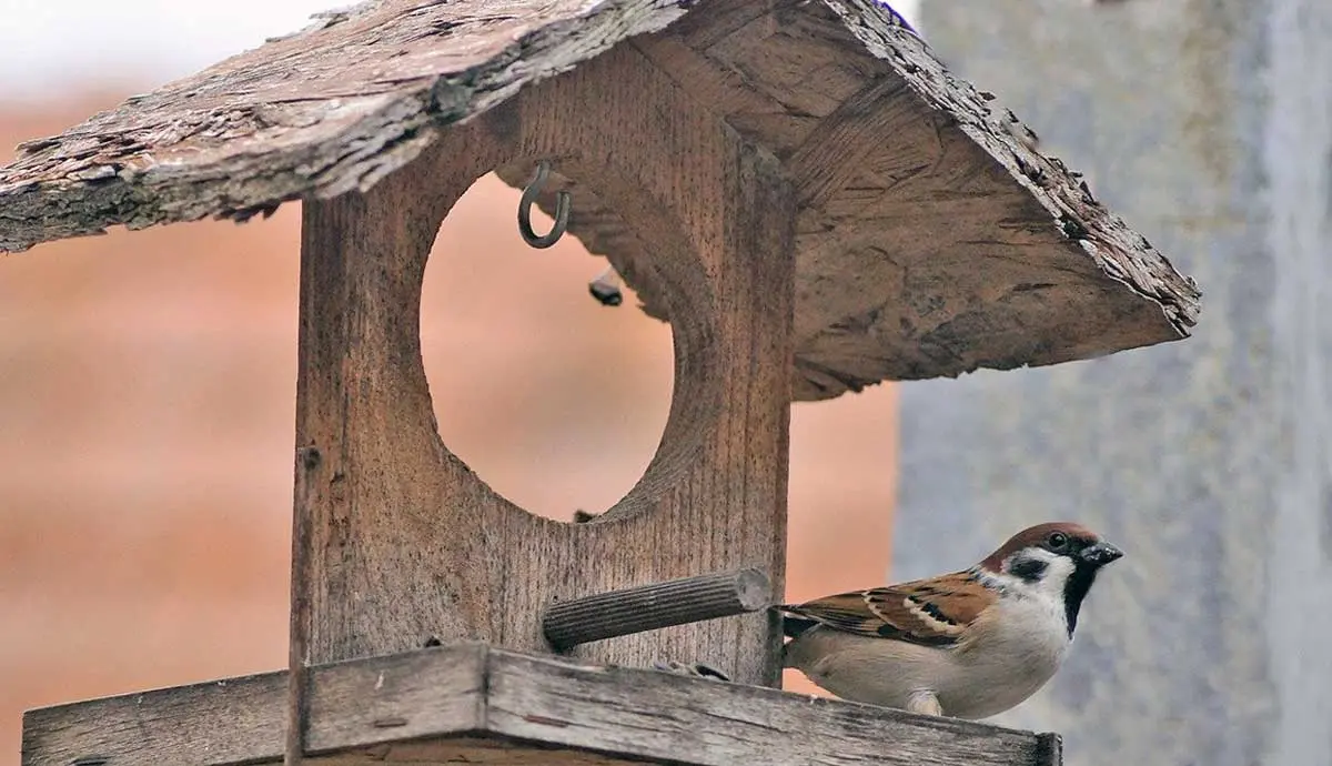 sparrow sitting on a wooden bird feeder