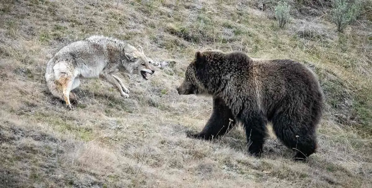 grizzly bear vs wolf