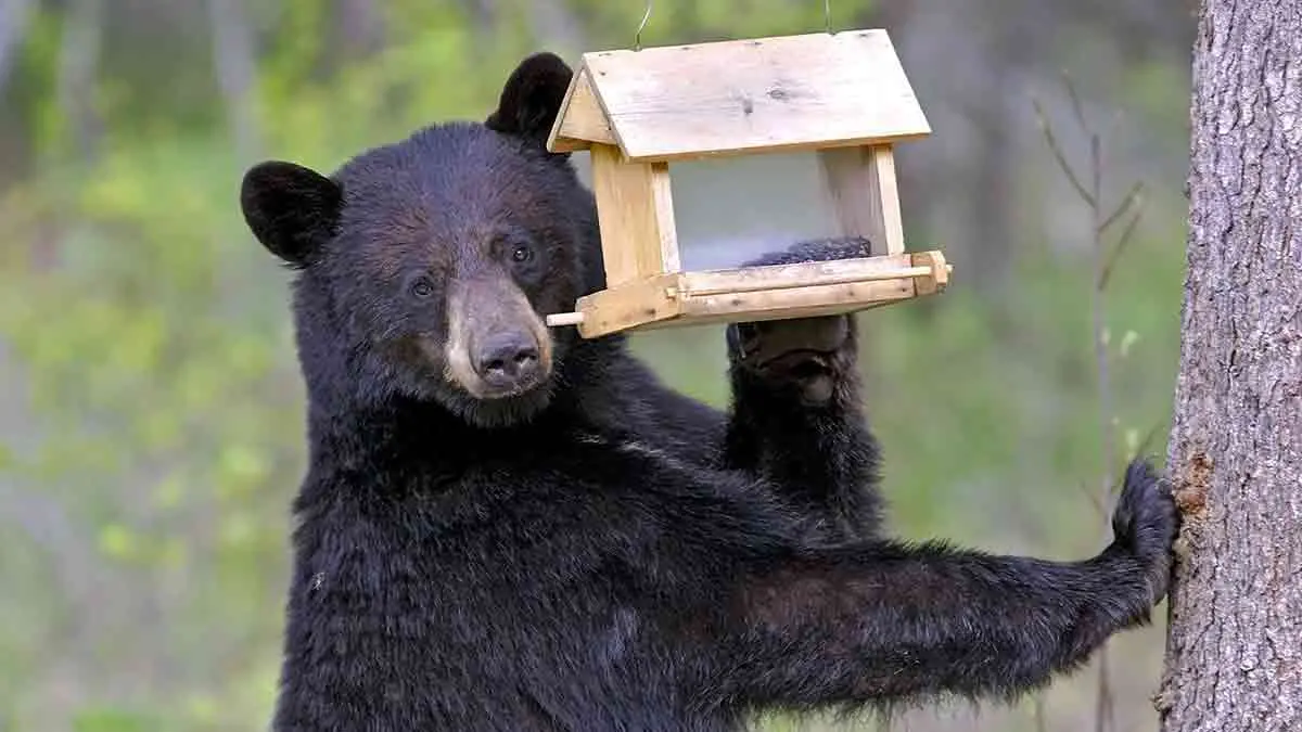 black bear eating bird feeder