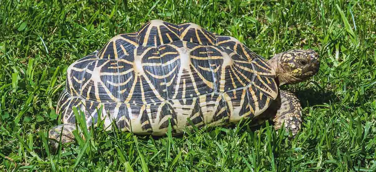 indian star tortoise (3)