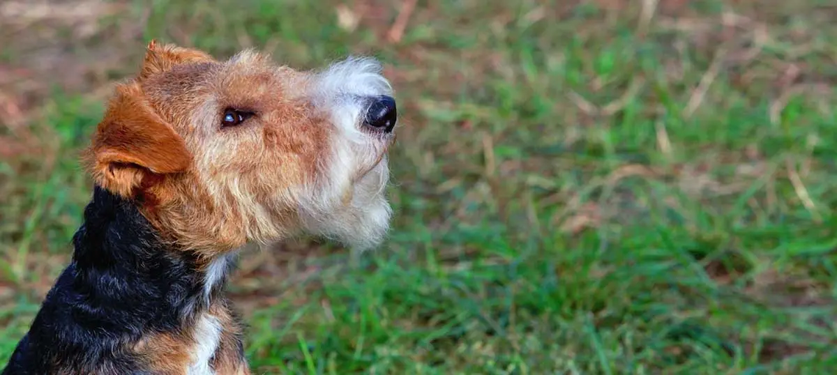 curious fox terrier