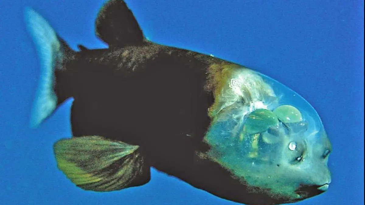 barreleye fish spookfish deep sea