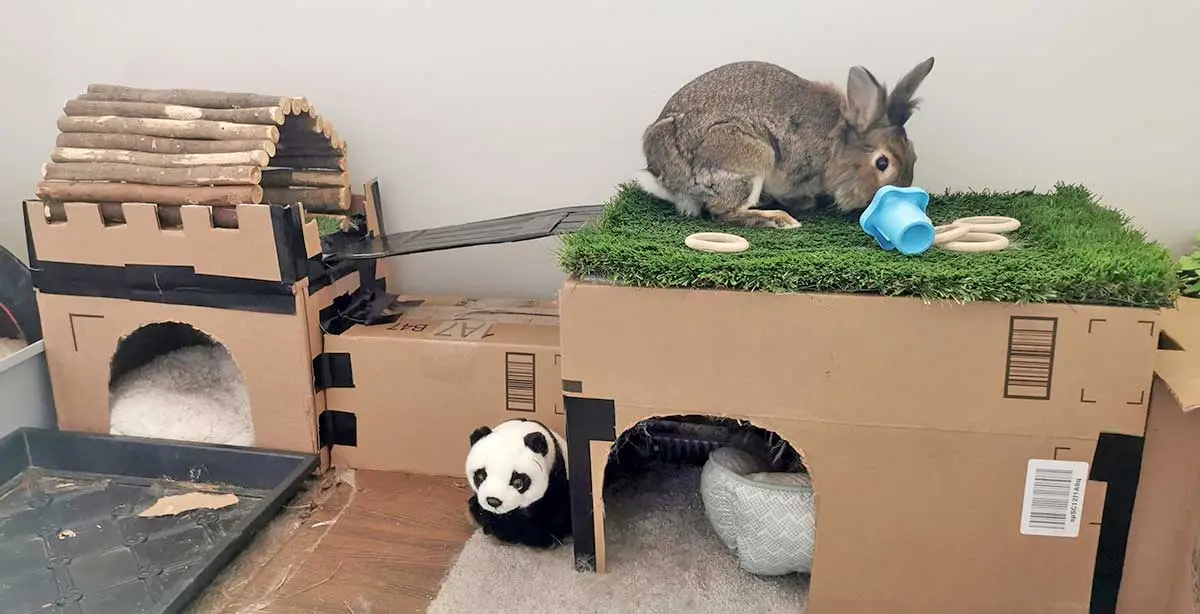 cardboard castle for rabbits