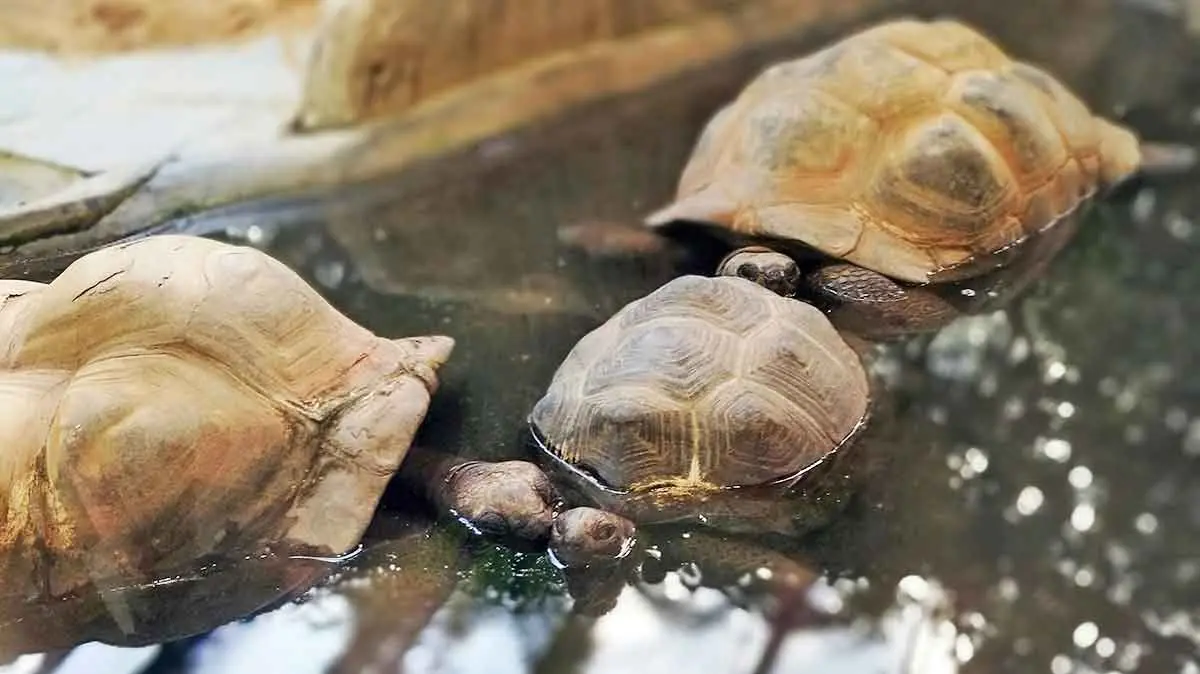 tortoises in pool