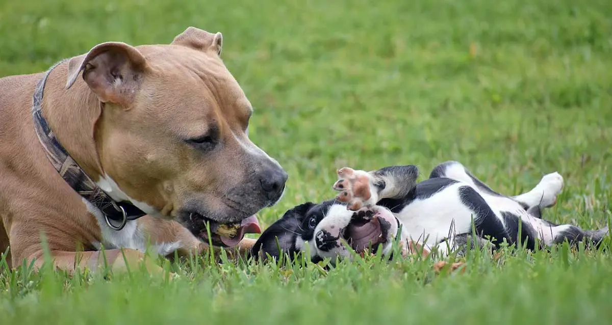 brown pitbull playing with black and white puppy