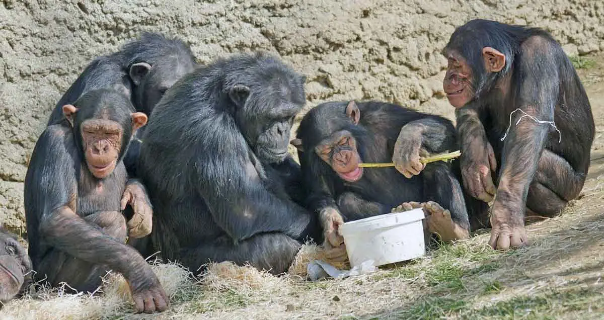 chimpanzees tools